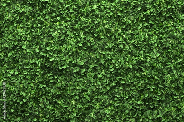 Obraz green box hedge background with green leaves