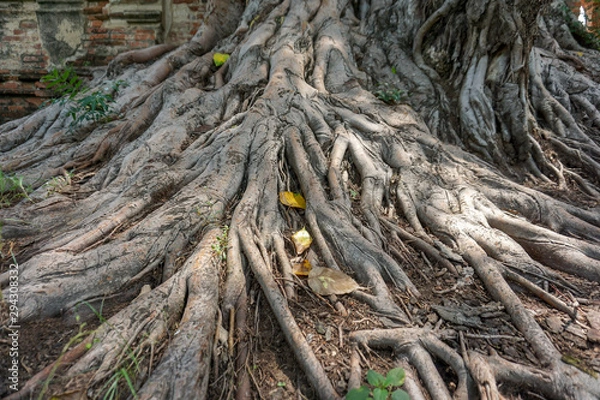 Fototapeta Exposed tree root visible above ground