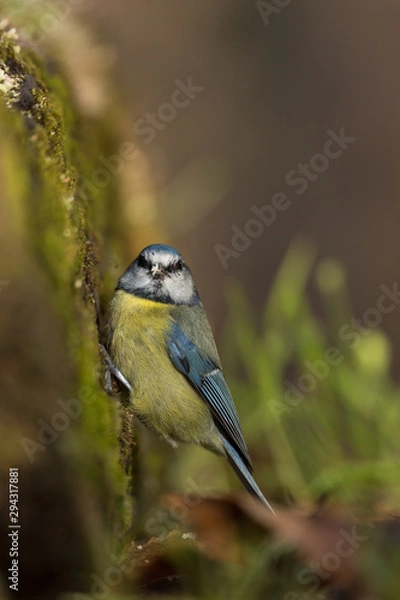 Fototapeta passeriforme