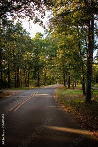 Obraz road in forest