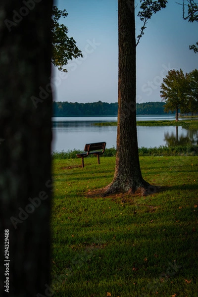 Obraz tree in the park
