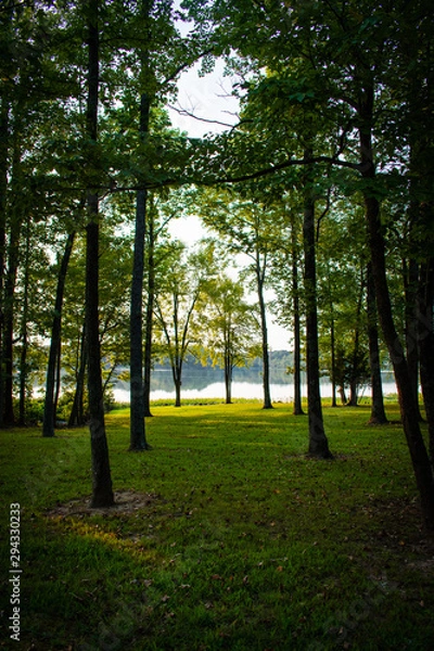 Obraz trees in the park