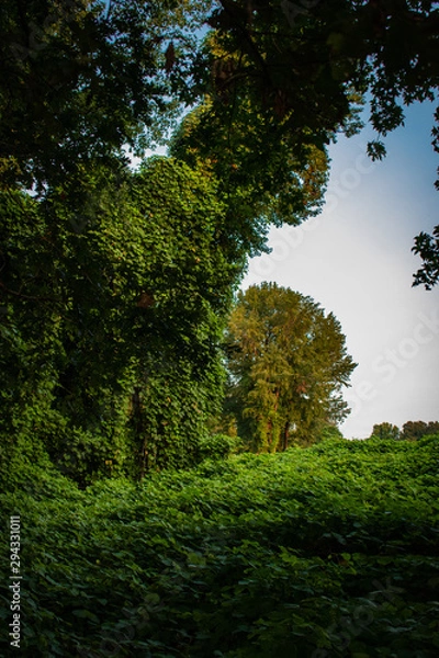 Obraz sun in the forest