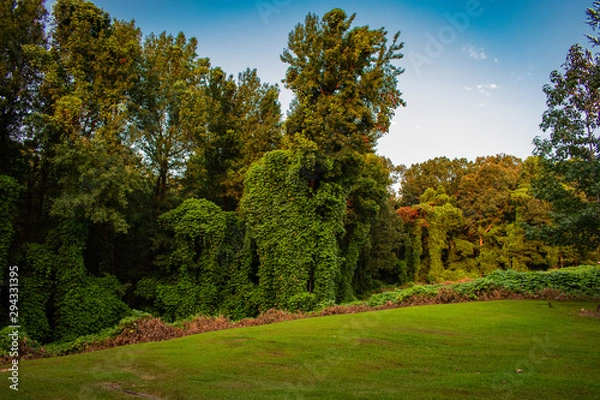Obraz trees in the park