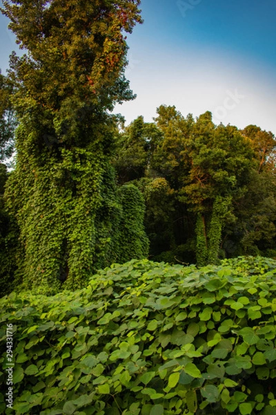 Obraz trees in forest
