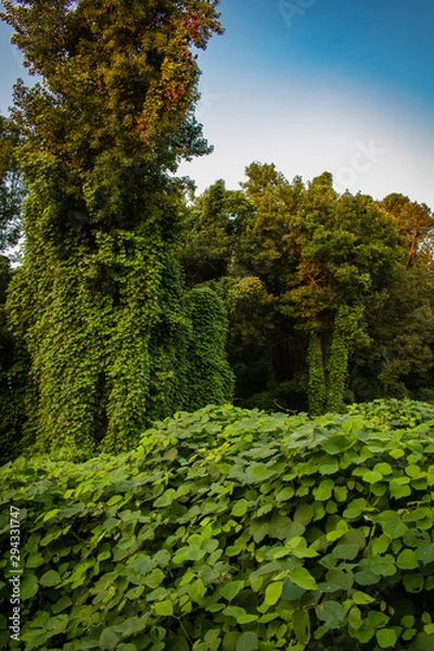 Obraz trees in the forest