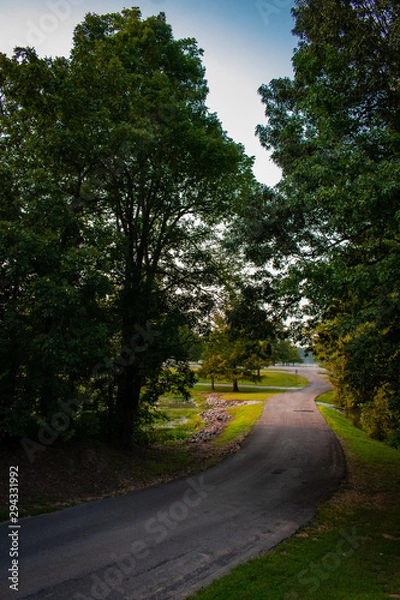 Obraz road in forest