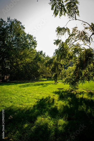 Obraz trees in the park