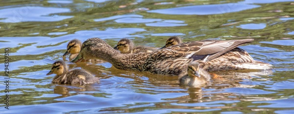 Fototapeta duck with small ducklings in water