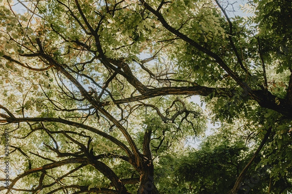 Fototapeta tree canopy background