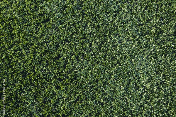 Fototapeta artificial grass