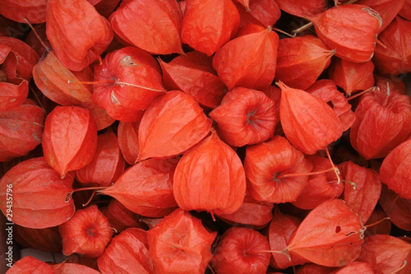 Fototapeta exotic fruits