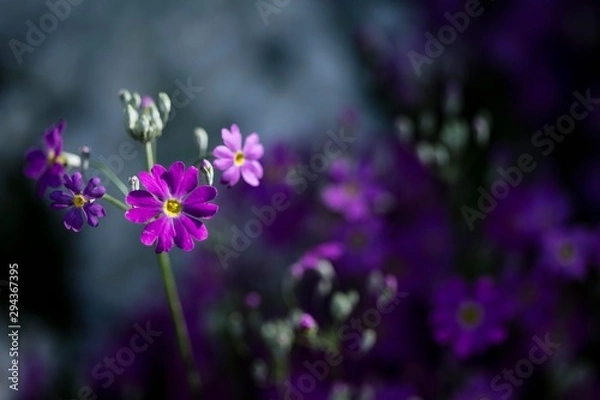 Fototapeta Purple haze