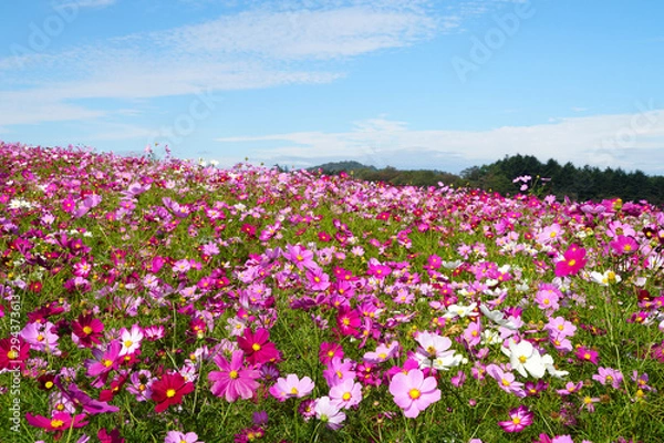Fototapeta 内山牧場のコスモス畑