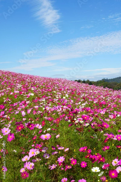 Fototapeta 内山牧場のコスモス畑
