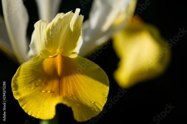 Fototapeta Yellow Iris