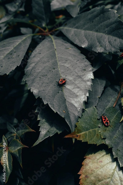 Fototapeta Bugs on leaves