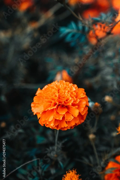 Fototapeta Orange flower