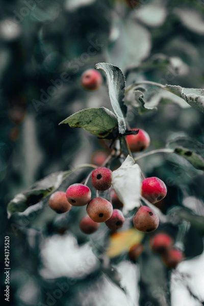Fototapeta red berries