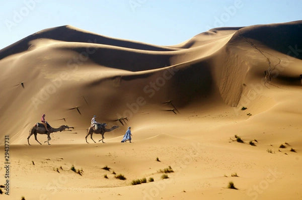 Obraz Travel with camel