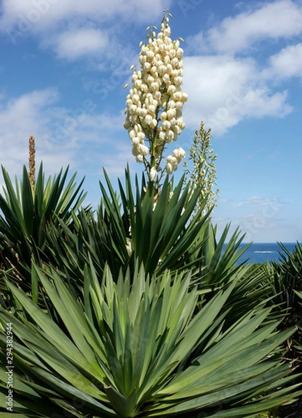 Fototapeta Wild giant dagger yucca plants blooming in the Azores at the coast by the atlantic ocean on a sunny day.
