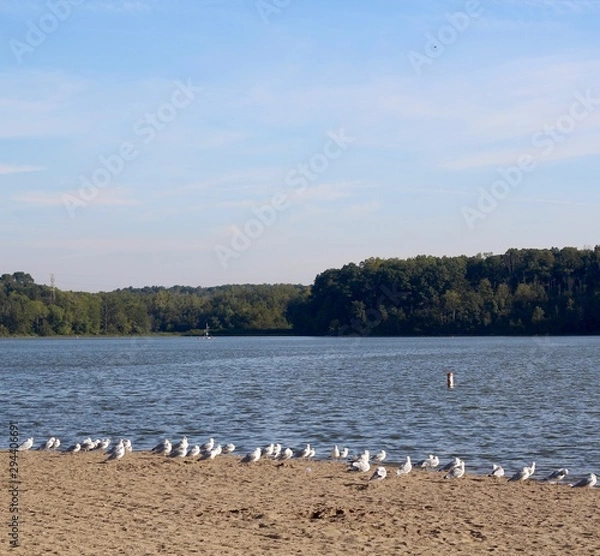 Obraz The gulls on the beach at the lake in the park.