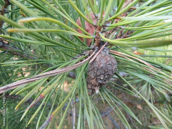 Obraz branch tree pines with big shot