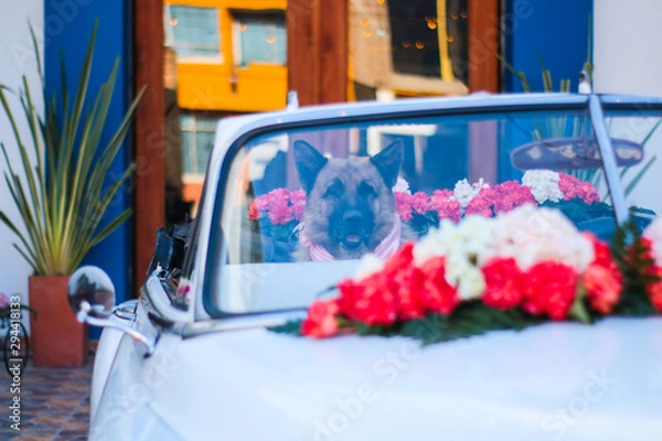 Obraz Dog wedding