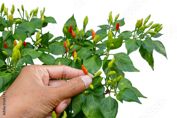 Obraz hand picking red chilli on tree.