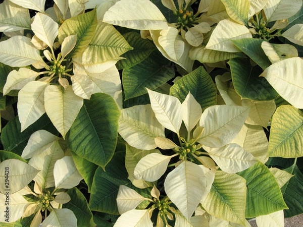 Obraz yellow poinsettia background