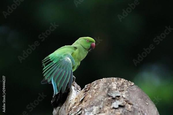 Fototapeta Rose Ringed Parakeet from Chennai Tamil Nadu India