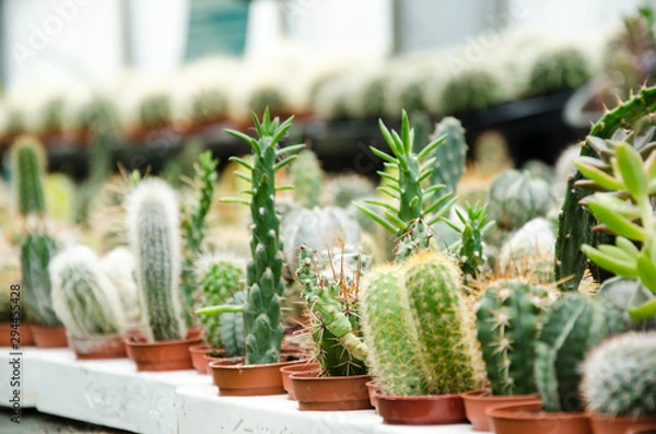 Fototapeta Cacti cactus