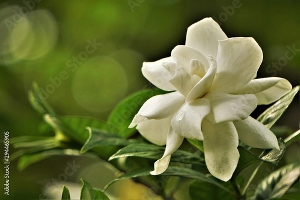 Obraz Pretty gardenia flower (Gardenia jasminoides) blooming in the green garden background , Spring in GA USA.