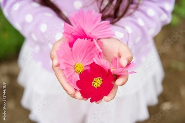 Obraz コスモスをプレゼント