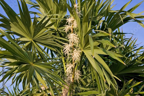 Obraz palm
