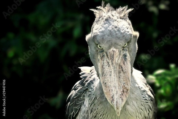 Fototapeta Boating African