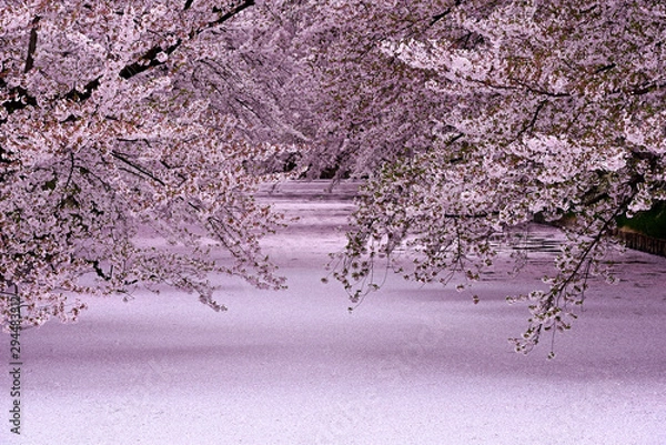 Obraz 弘前城の満開の桜と一面に浮かぶ花びら