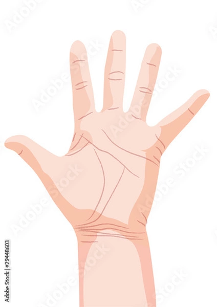 Fototapeta palm vector