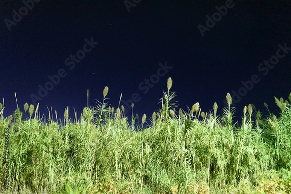 Obraz grass on blue background