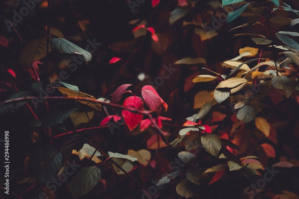 Fototapeta Herbstblätter