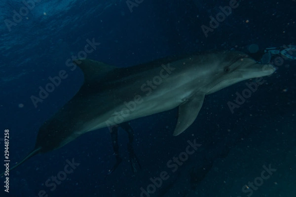 Fototapeta Dolphin swimming with divers in the Red Sea, Eilat Israel