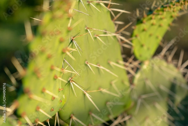 Obraz Nopal acercamiento