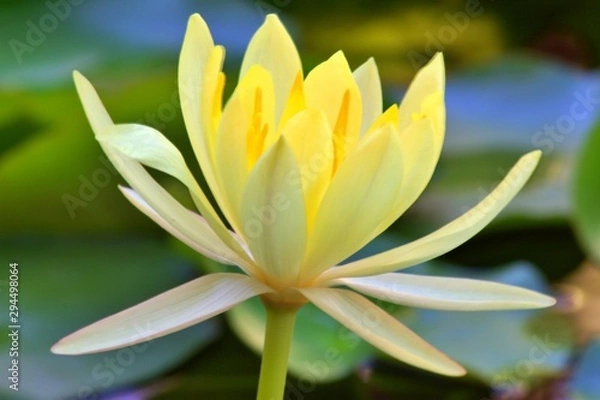Obraz Yellow Lily