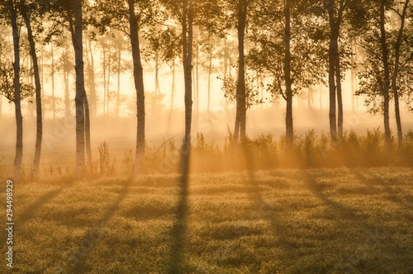 Fototapeta 早朝の防風林