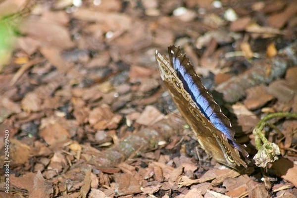 Obraz Butterfly Waiting