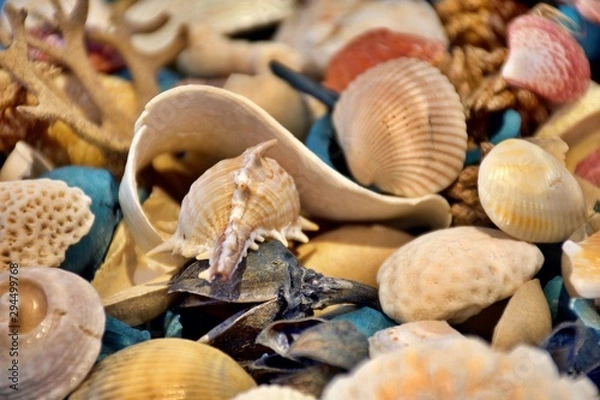 Fototapeta Seashells Seashells