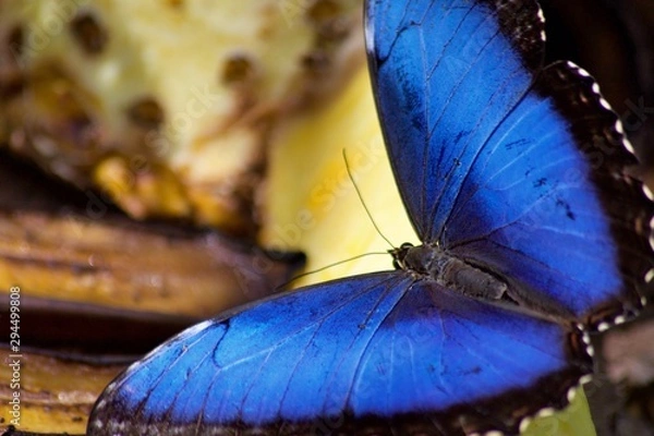 Fototapeta butterfly on leaf