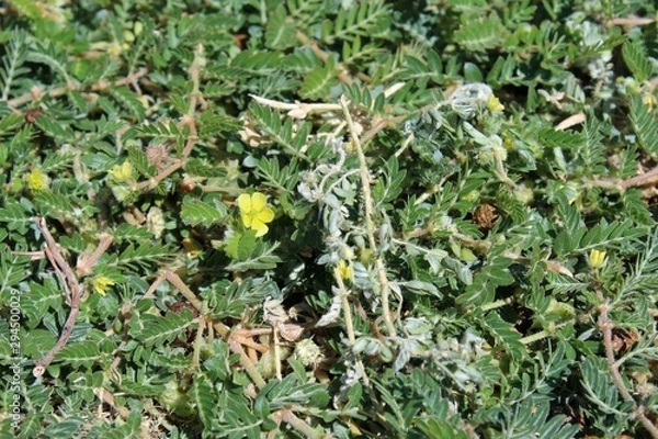 Obraz Growing in the fringes of Landers is this small Southern Mojave Desert native plant, casually described as Puncturevine, and botanically organized under Tribulus Terrestris.