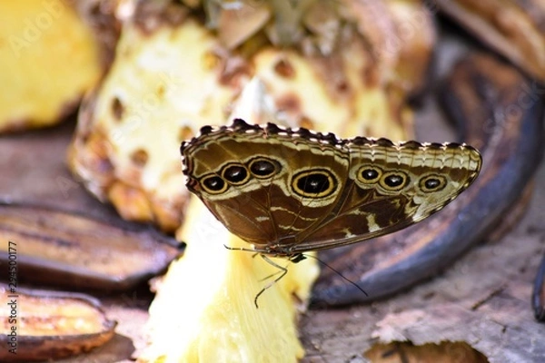 Obraz Butterfly Eating