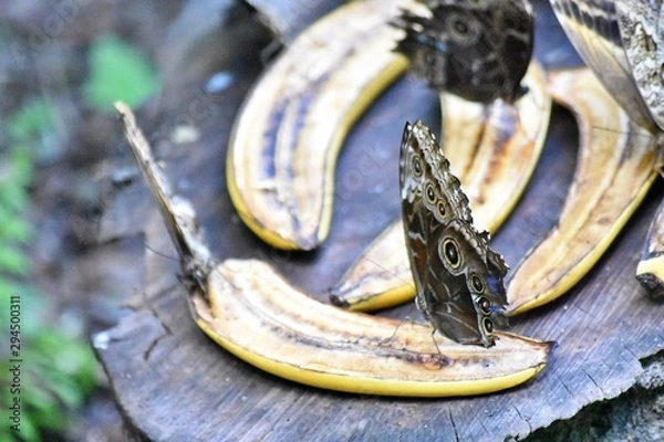 Fototapeta Hungry Butterflies